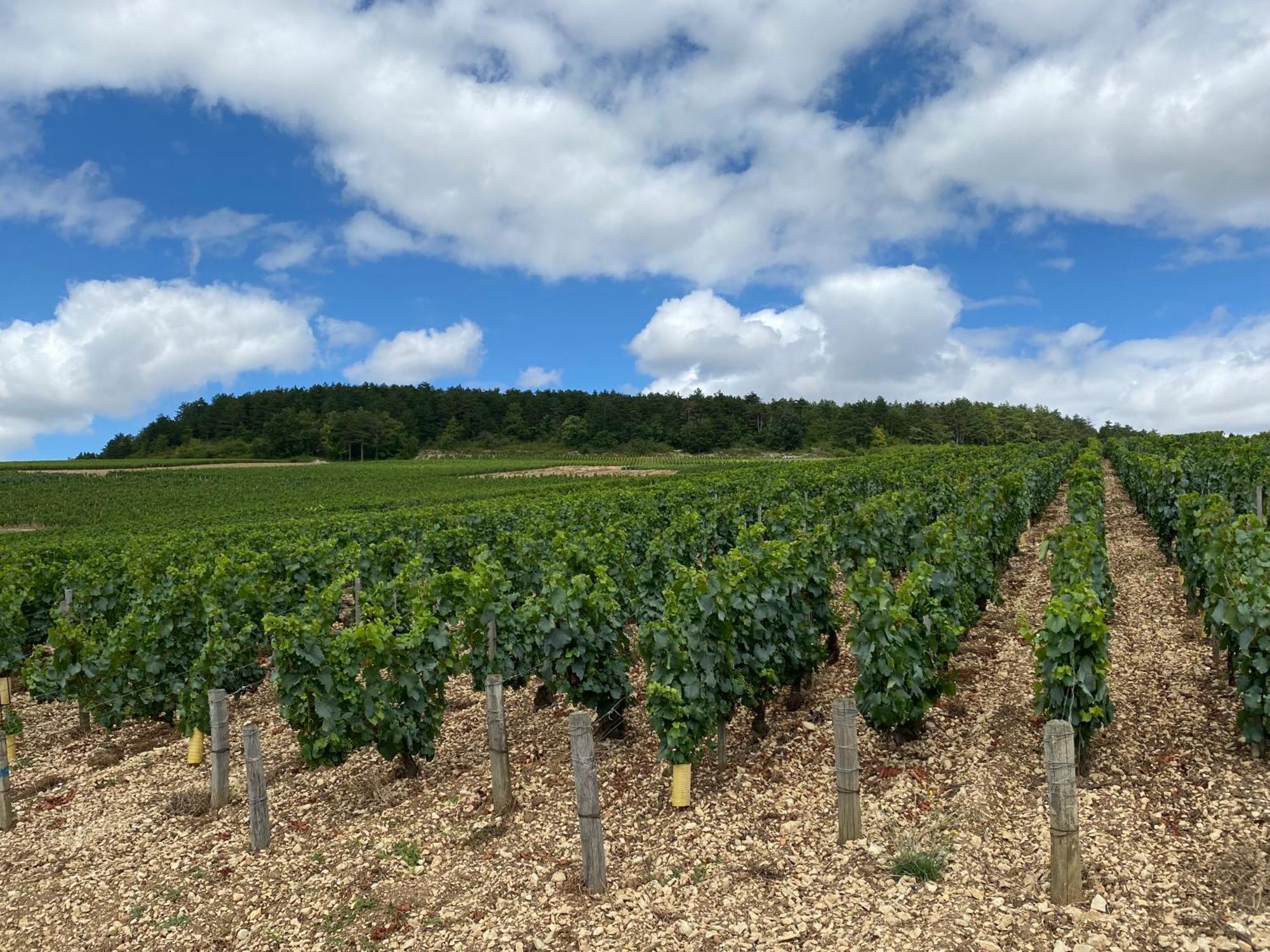 Le Merrain Gite Plein Coeur De Chablis Eksteriør bilde